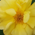 Jaune - Rosiers floribunda - Golden Delight